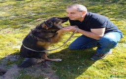 Mixed Breed dogs for adoption: Meet Little BEAR, a Lovely but naughty Boy... - Image 23