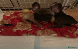 French Bulldog dogs for sale: French bulldogs  - Image 2