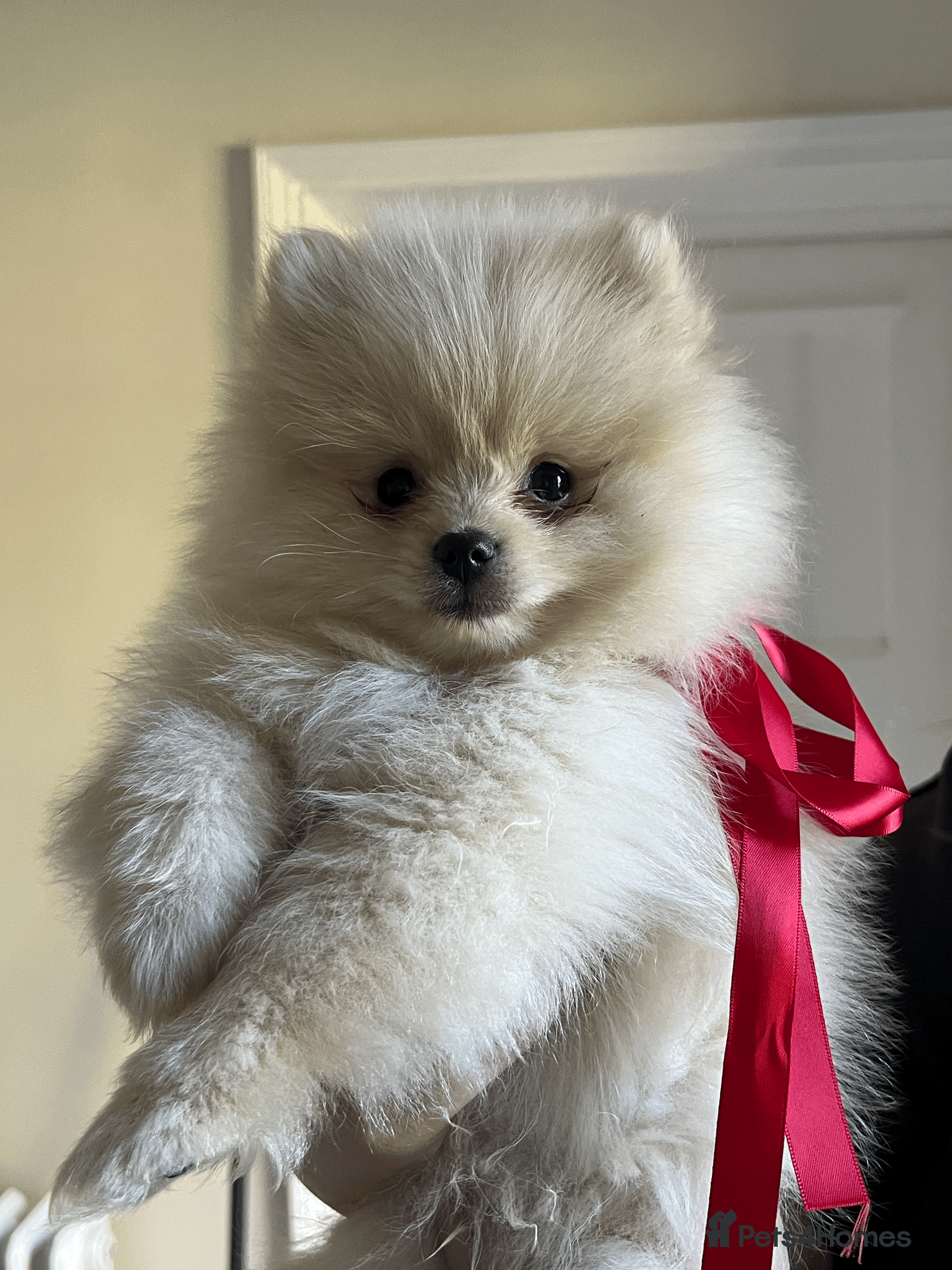 Pomeranian dogs Pomeranian puppy  - Advert 16