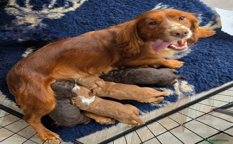 Cocker Spaniel dogs - Advert 8