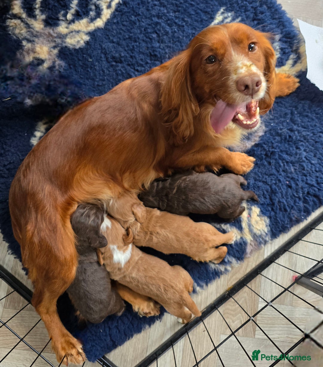 Cocker Spaniel dogs for sale: Kc registered working cocker spaniels - Image 1