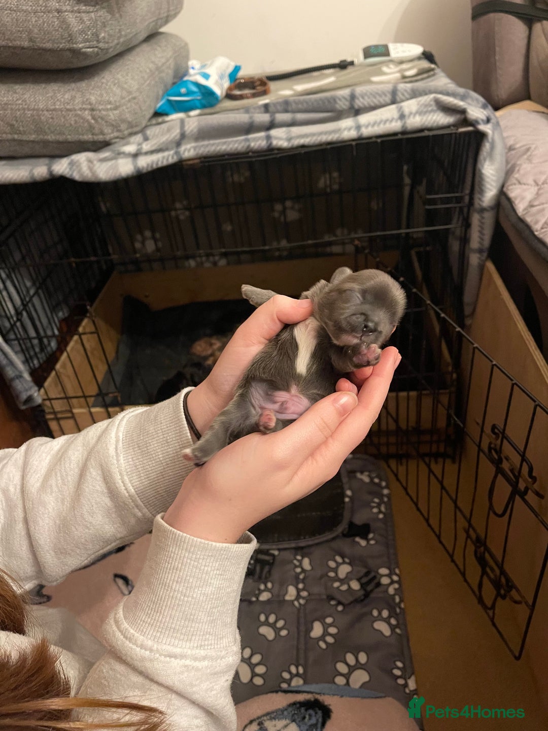 Shih Tzu dogs for sale: imperial karishishi shih tzu - Advert 17