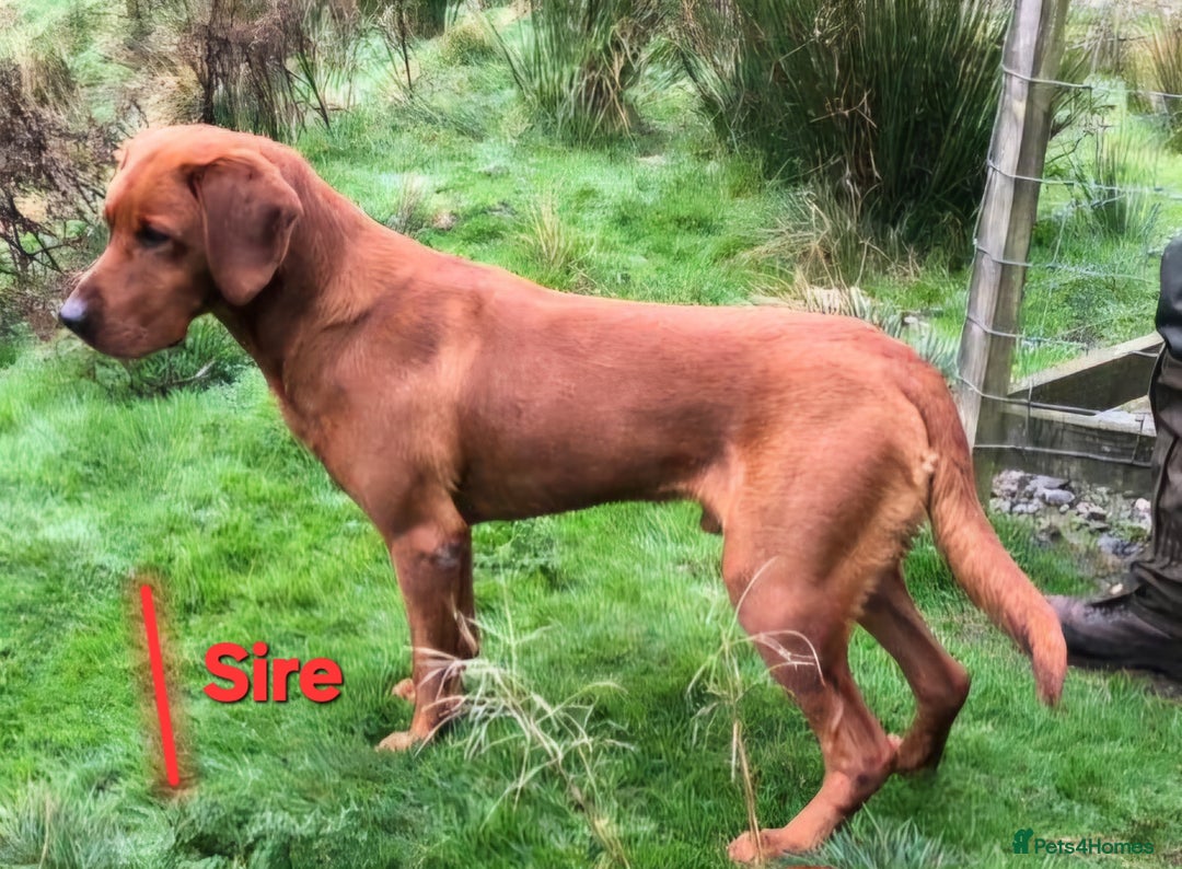 Labrador Retriever dogs for sale: KCReg FoxRed LabradorRetriver Puppies WorkingLines - Advert 10