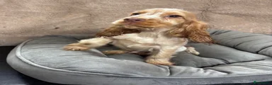Cocker Spaniel 2