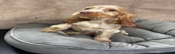 Cocker Spaniel dogs for sale: Adorable little show cocker spaniel pups  - Advert 22