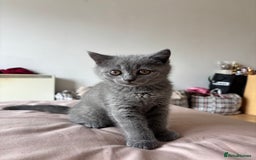 Scottish Fold cats for sale: Grey Scottish Fold  - Image 1