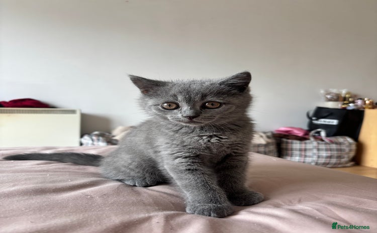 Scottish Fold cats - Advert 2