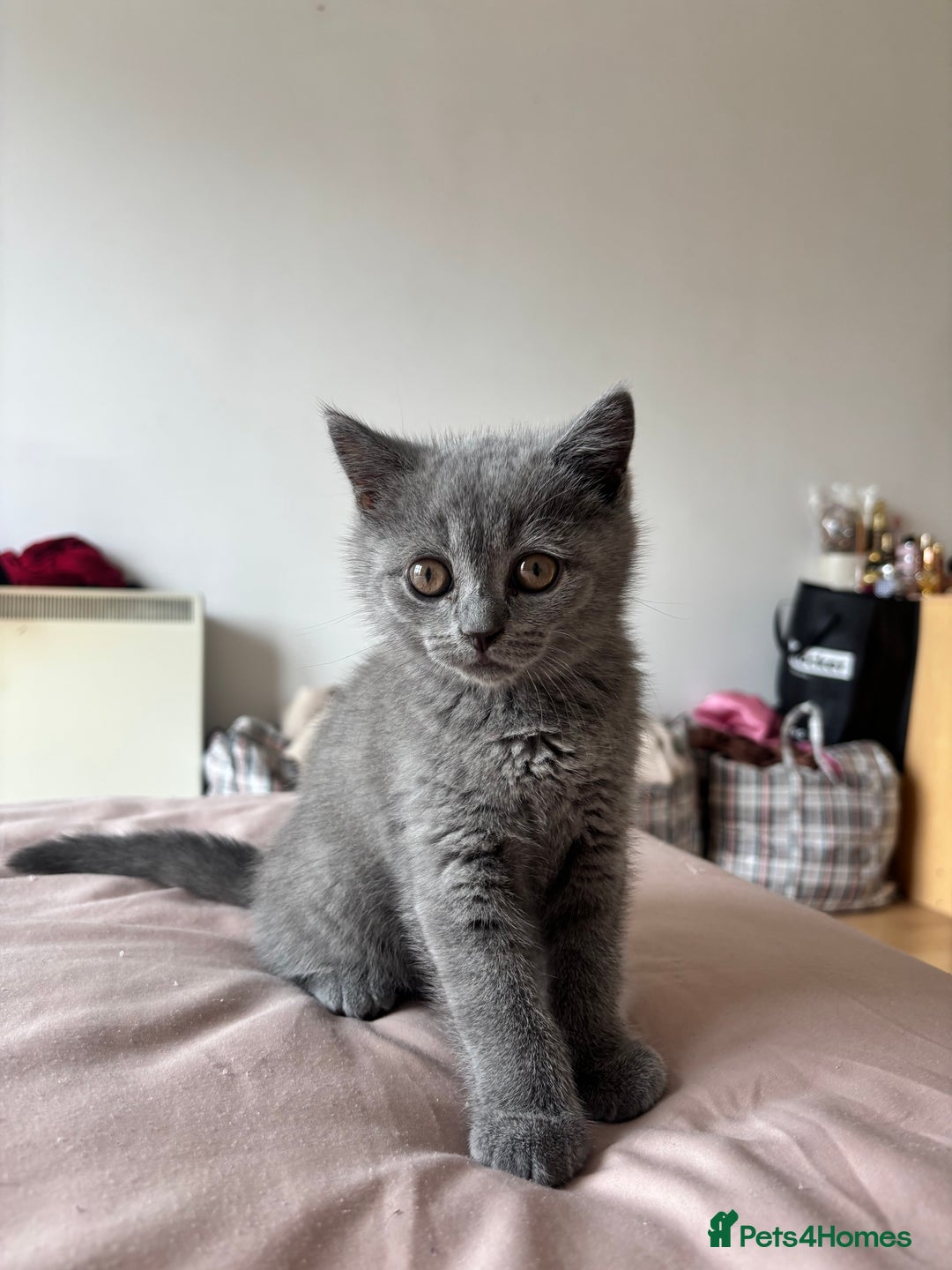 Scottish Fold cats for sale: Grey Scottish Fold  - Image 1
