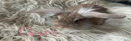 Lionhead rabbits for sale: Baby mini lop lion head rabbits  in Norwich - Advert 5