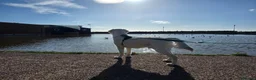 Golden Retriever dogs for sale: Golden retriever male pedigree 7 months old in Derby - Advert 5