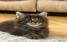 Maine Coon cats for sale: Beautiful Maincoon  - Image 5