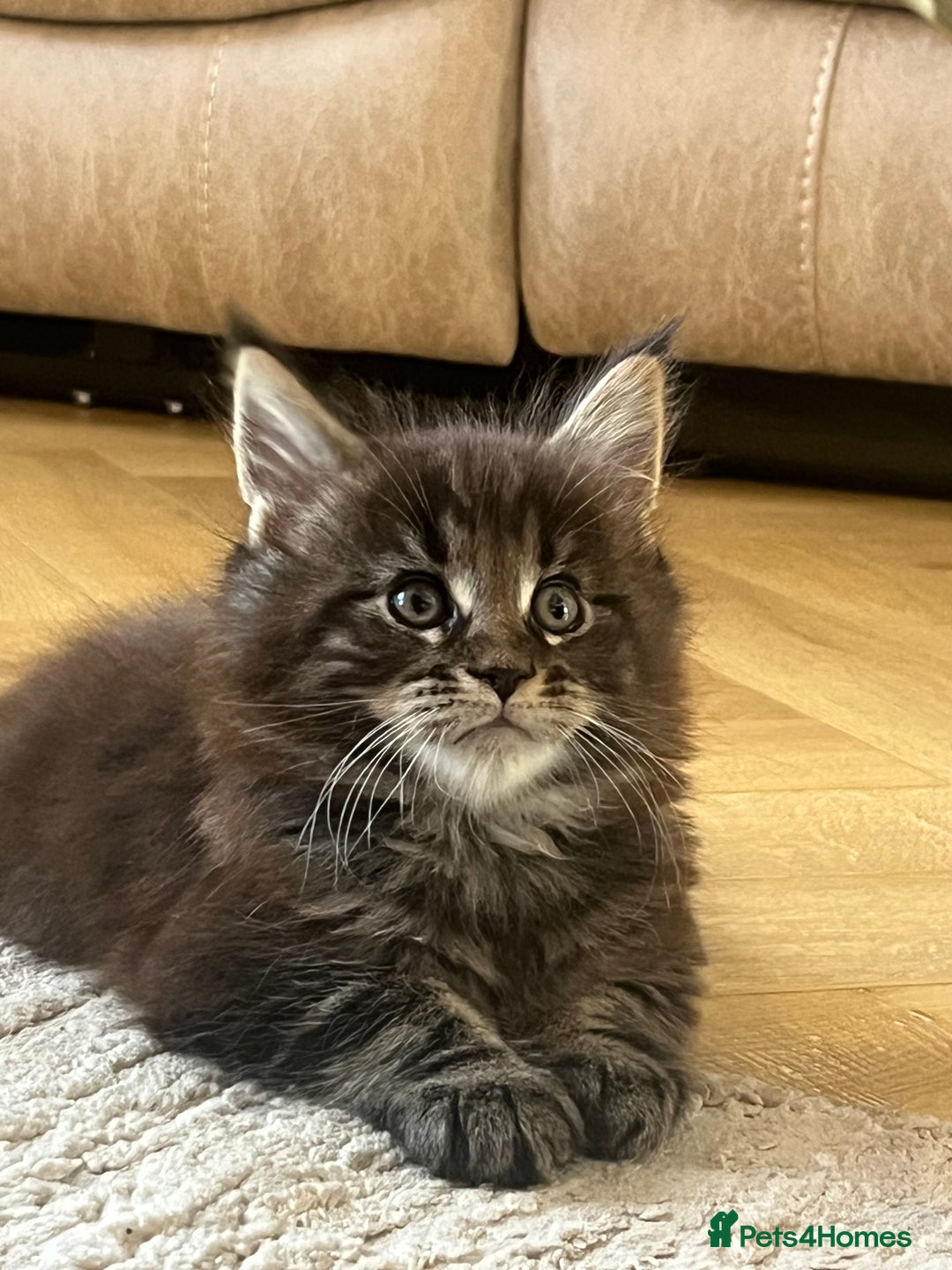 Maine Coon cats for sale: Beautiful Maincoon  - Image 5