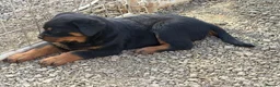 Rottweiler dogs for sale: 🎶Excellent top big 🧸bones quality pups🧸🧸 - Advert 6
