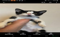 Mixed Breed cats for sale: Vaccinated kittens looking for loving homes  - Image 4