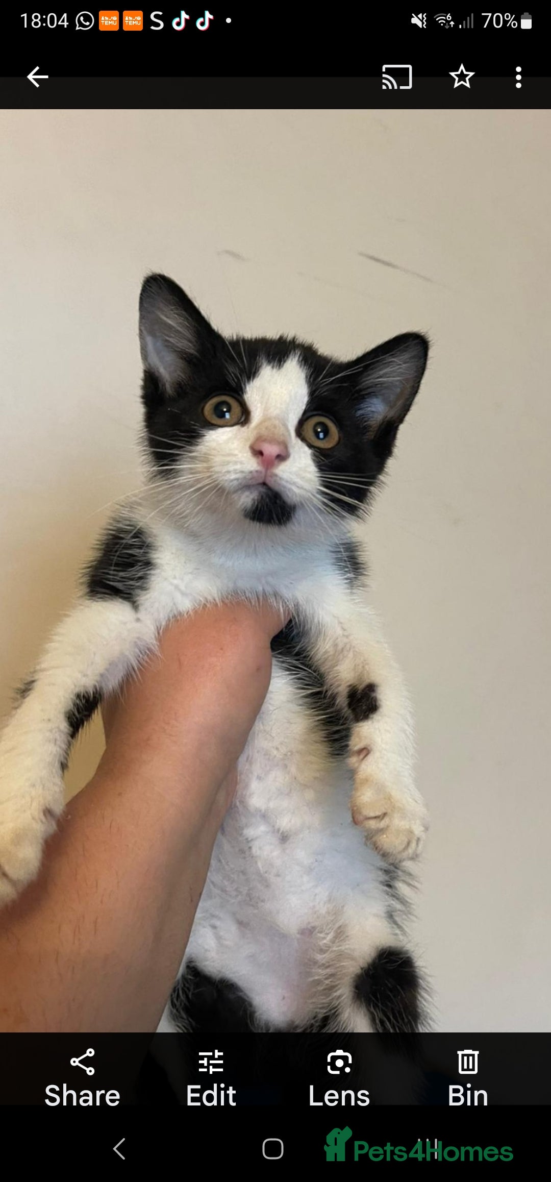 Mixed Breed cats for sale: Vaccinated kittens looking for loving homes  - Image 4