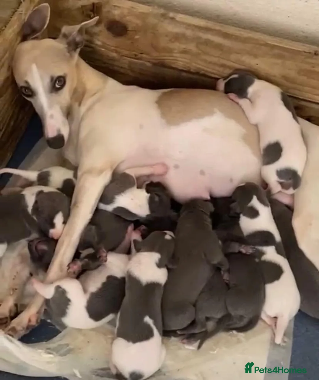 Whippet dogs for sale: Outstanding whippet puppies - Advert 1