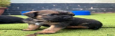 Border Terrier 1