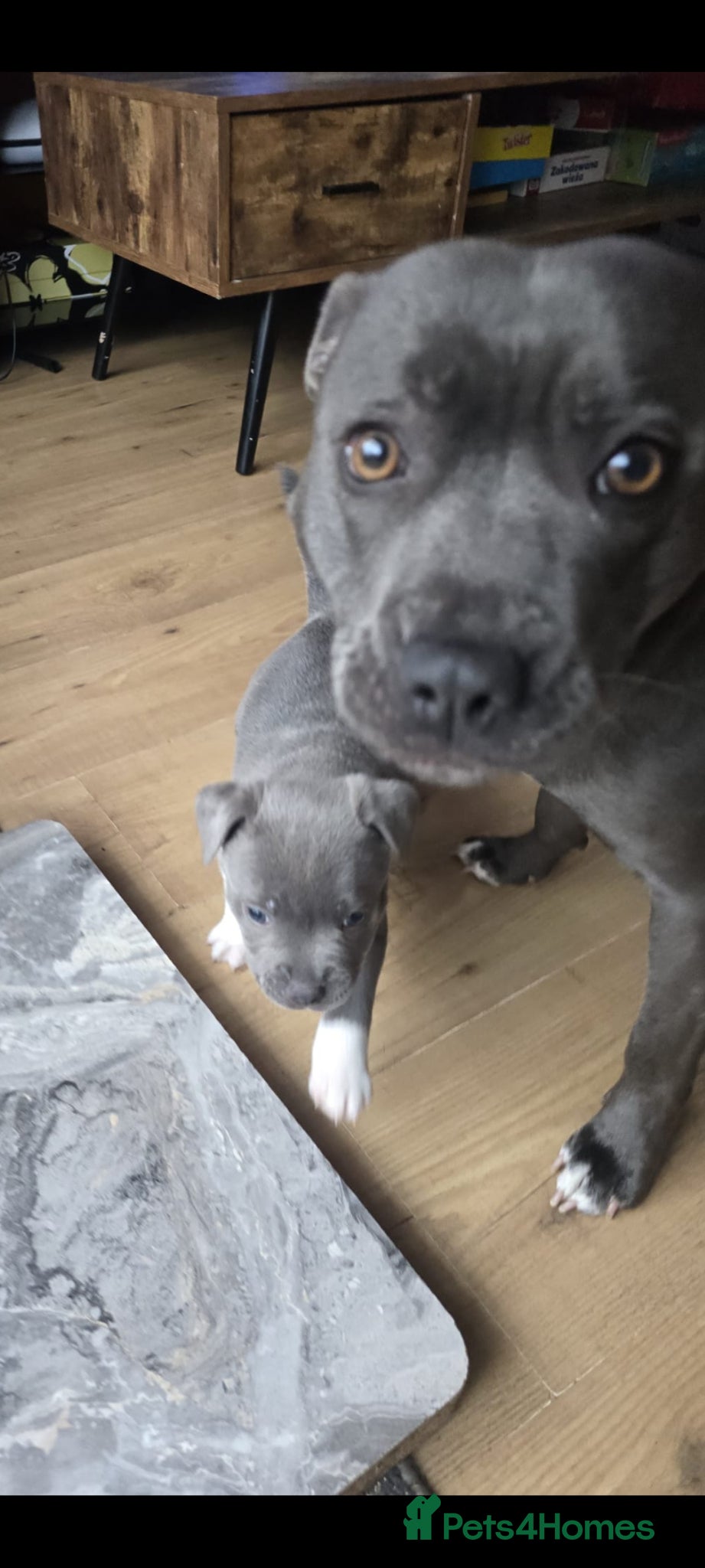 Staffordshire Bull Terrier dogs Blue boy staff puppy  - Advert 9