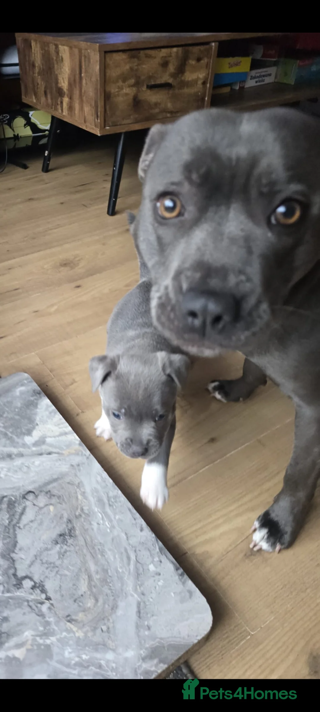 Staffordshire Bull Terrier dogs for sale: Blue boy staff puppy  - Advert 1