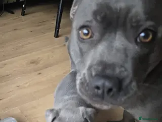 Staffordshire Bull Terrier dogs Blue boy staff puppy - Advert 9