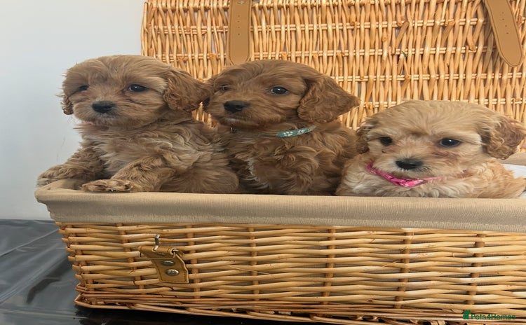 Cavapoo dogs - Advert 2