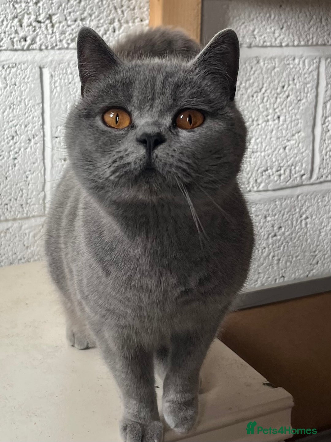 British Shorthair cats for sale: ⭐️ PURE BREED BRITISH SHORTHAIR KITTENS - Advert 16