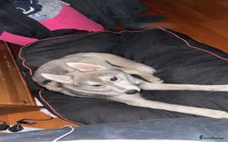Utonagan dogs for sale: To husky up for sale one girl ,one boy  - Image 3