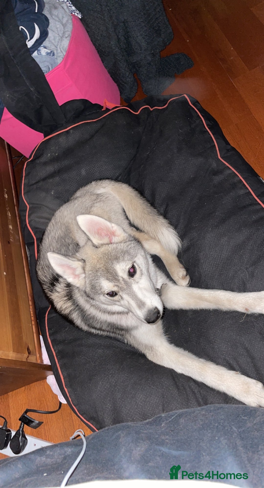 Utonagan dogs for sale: To husky up for sale one girl ,one boy  - Image 3