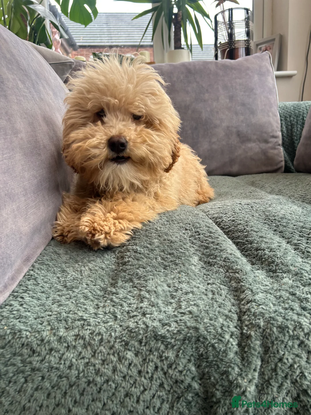 Mixed Breed dogs for sale: Australian Labradoodle cavapoo boy stunning ⭐️  - Advert 2