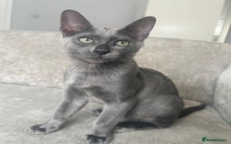 Bengal cats for sale: Two adorable Blue/Melanistic Bengal Kittens TICA  in Benfleet - Image 9