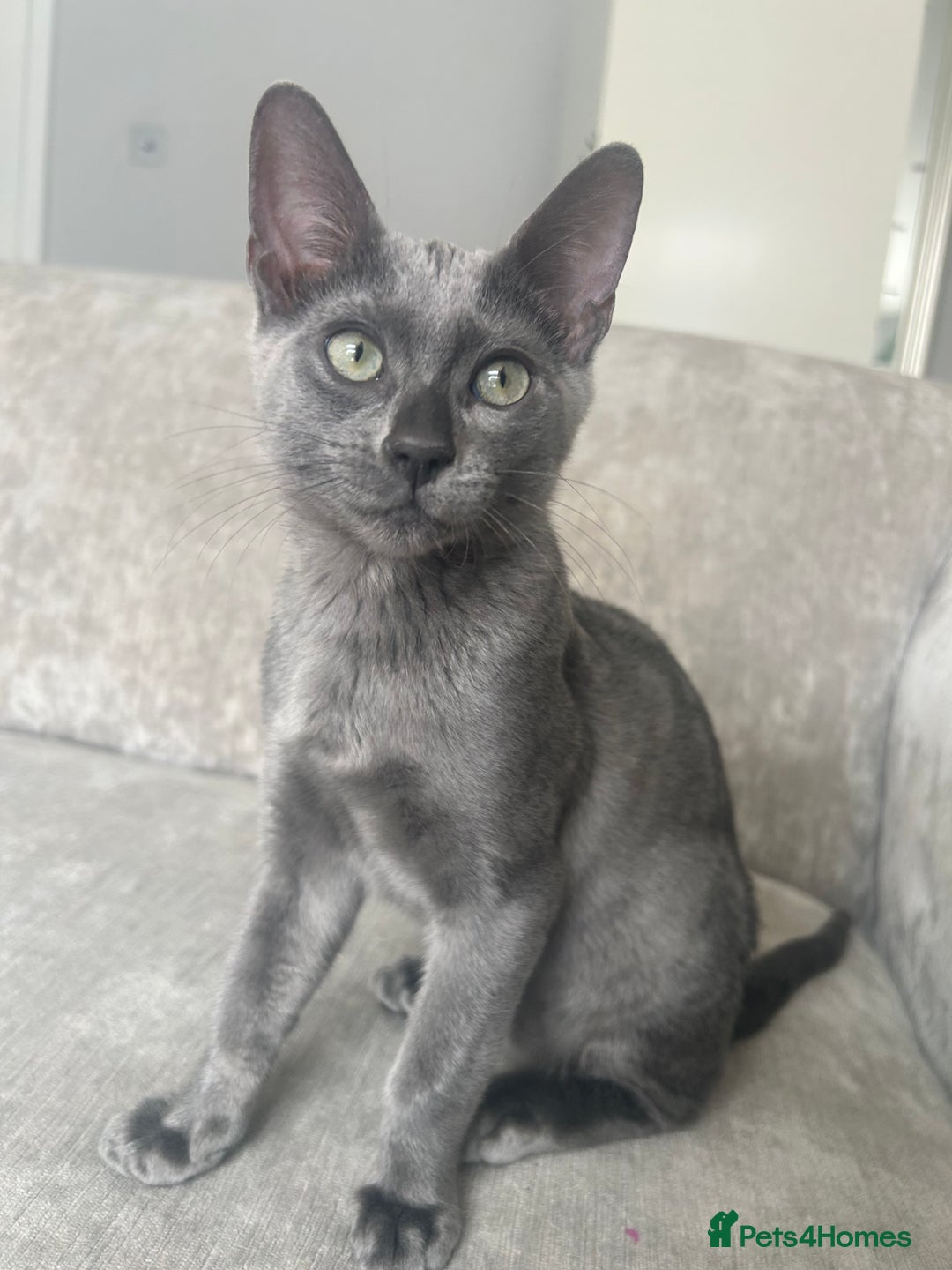 Bengal cats for sale: Two adorable Blue/Melanistic Bengal Kittens TICA  in Benfleet - Image 9