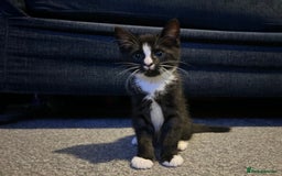 Bengal cats for sale: Black bengal  - Image 1