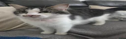 Mixed Breed cats for sale: Male kitten - Advert 7