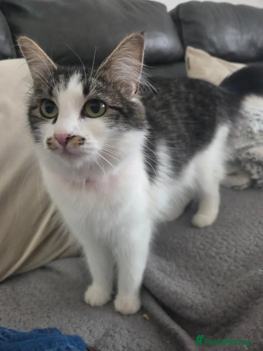 Mixed Breed cats for sale: Male kitten - Advert 7