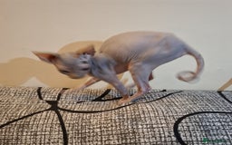 Sphynx cats for sale: Beautiful blue tabby girl - Advert 7