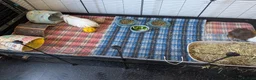 Guinea Pig rodents for sale: Pair of Guinea Pig Males For Sale in Stockport - Advert 5