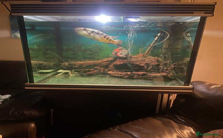 Cichlids fish Complete set up with fish - Advert 1