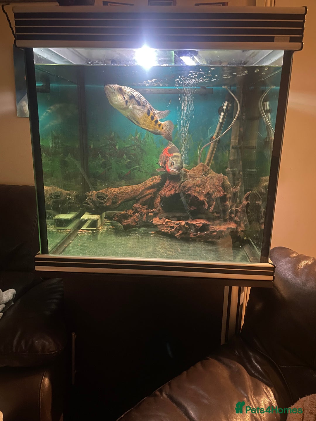 Cichlids fish for sale: Complete set up with fish - Advert 1