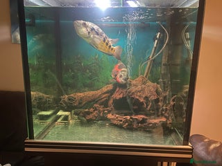 Cichlids fish Complete set up with fish - Advert 1