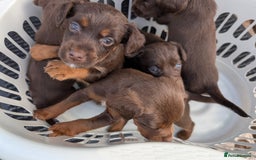 Mixed Breed dogs for sale: Small Jack Russell X Cocker Spaniel Puppies  - Image 14