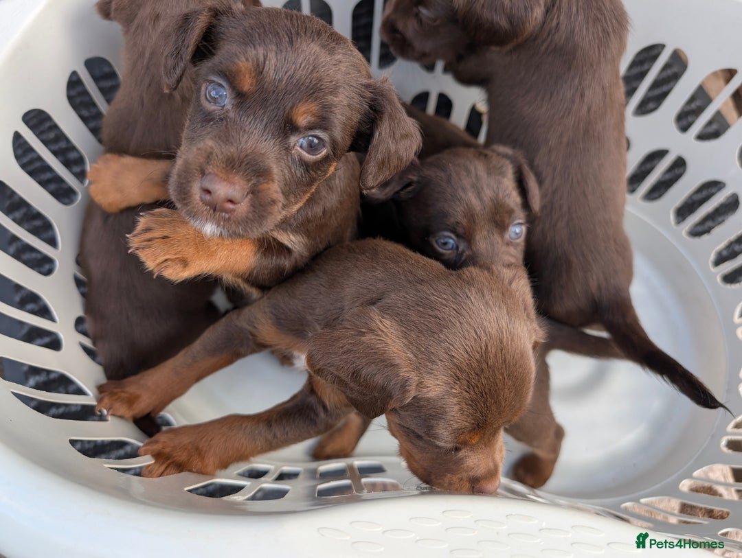 Mixed Breed dogs for sale: Small Jack Russell X Cocker Spaniel Puppies  - Image 14