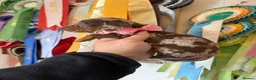 Miniature Dachshund dogs for sale: Miniature Dachshund Dapple Puppies 🐶 5🌟licensed  - Advert 23