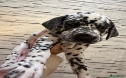 Dalmatian dogs for sale: 2 beautiful Dalmatian puppies 1 female 1 male - Image 4