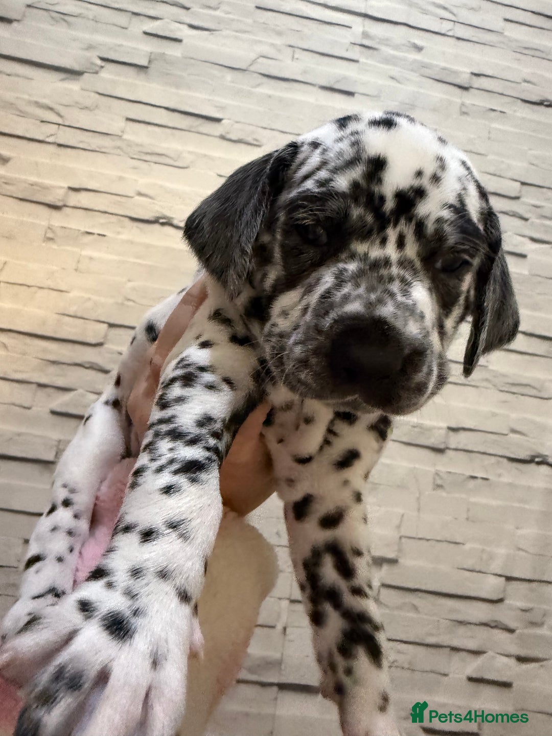 Dalmatian dogs for sale: 2 beautiful Dalmatian puppies 1 female 1 male - Image 4