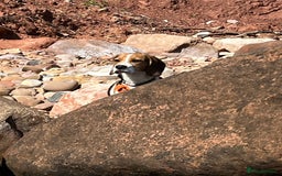 Beagle dogs for sale: Beagle Girl - Image 2