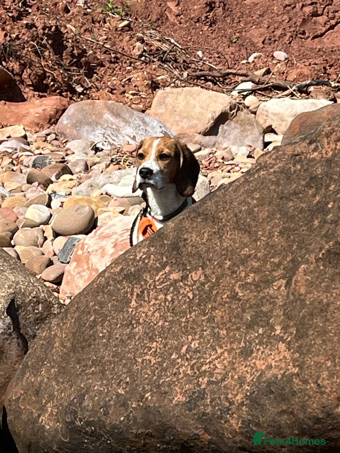 Beagle dogs for sale: Beagle Girl - Image 2