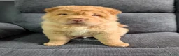 Shar Pei dogs for sale: Stunning Rare Shar Pei (Bear Coat) READY NOW - Advert 5