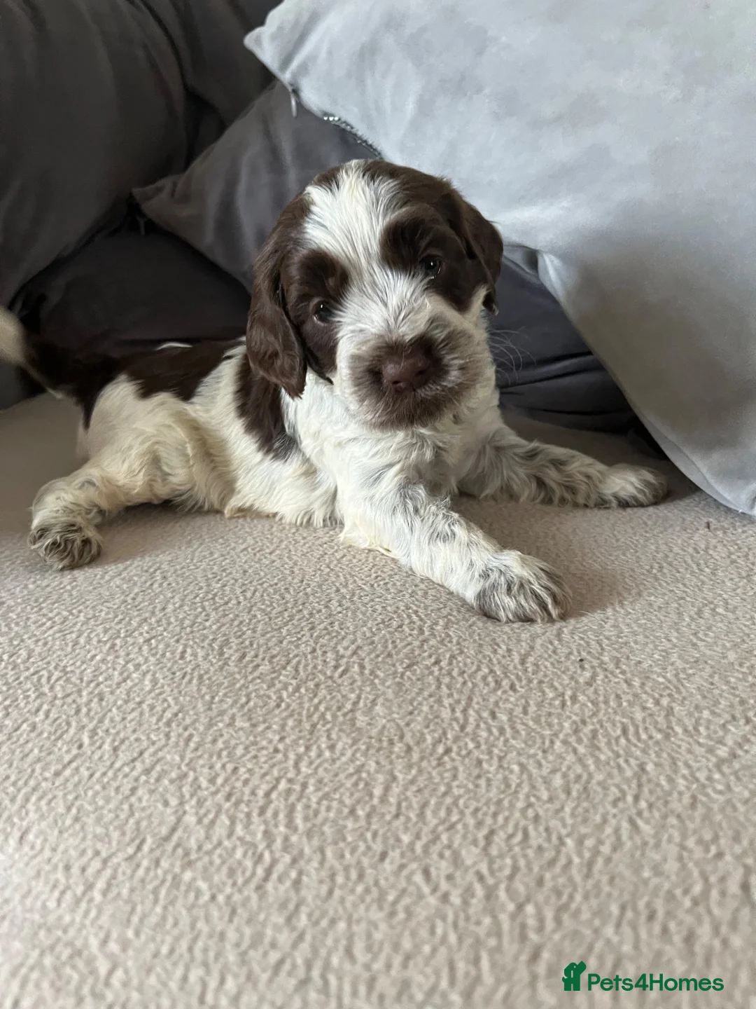 Cockapoo dogs for sale: Coookapoo puppies  - Advert 2