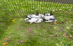 Rex rabbits for sale: Beautiful friendly babies - Image 9