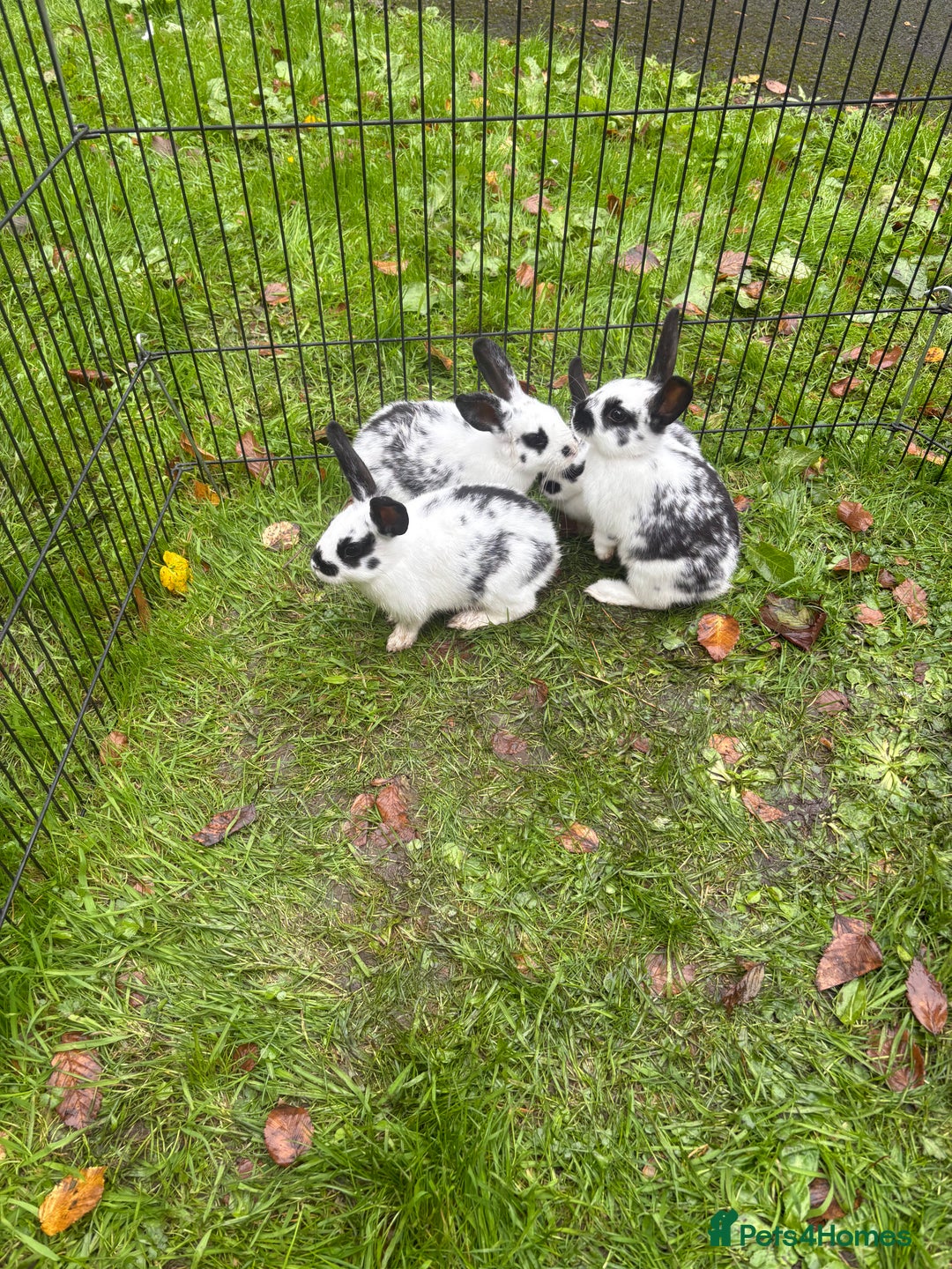Rex rabbits for sale: Beautiful friendly babies - Image 9